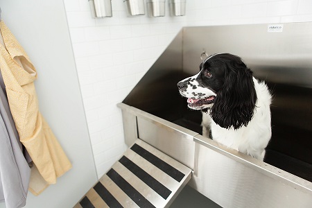 stainless steel dog bathing station