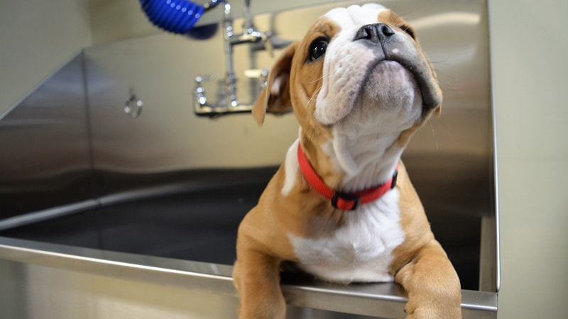 Bulldog puppy in Ridalco dog bath sink